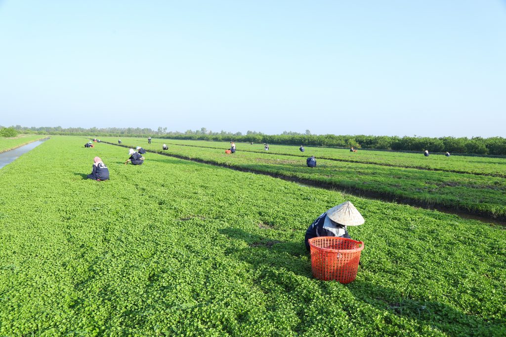 Nông trường rau má hàng đầu Việt Nam